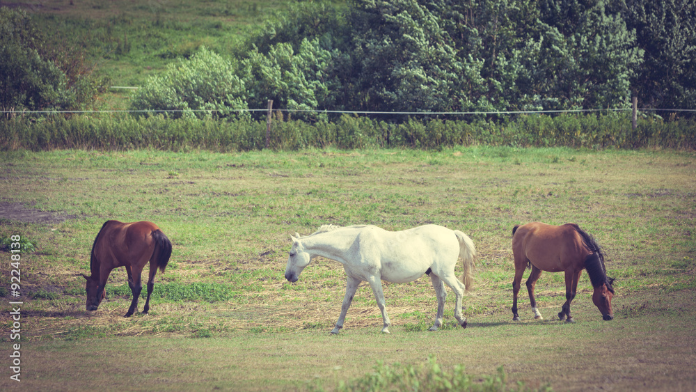 Majestic graceful brown horses in meadow.