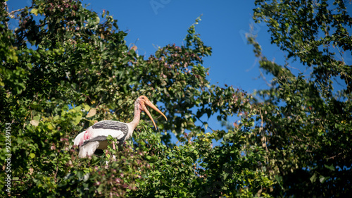 Asian openbil stork