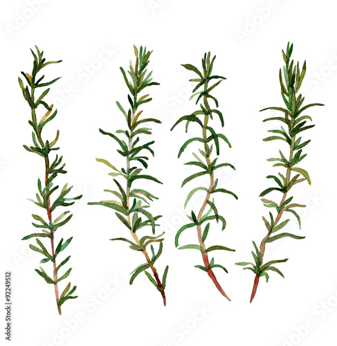 Fototapeta Naklejka Na Ścianę i Meble -  Rosemary. Handmade isolated watercolor floral motive on white background for your design. Herbs vintage. Italian cuisine. Fabric texture. Set for your design.