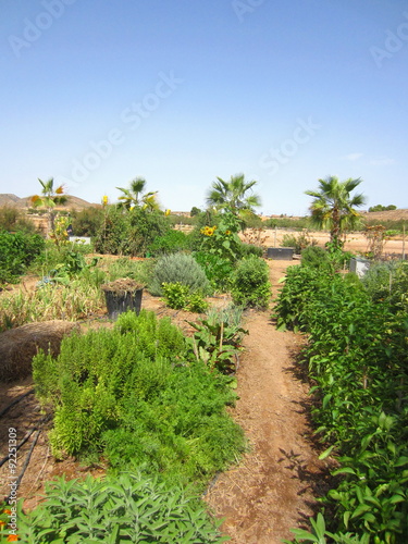 mediterranean field with vegetables and aromatic herbs