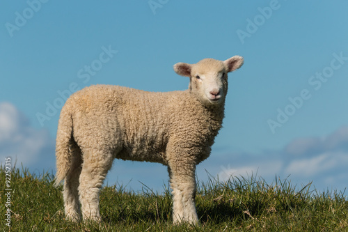 curious lamb with copy space