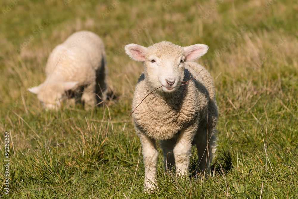 two lambs grazing on pasture 