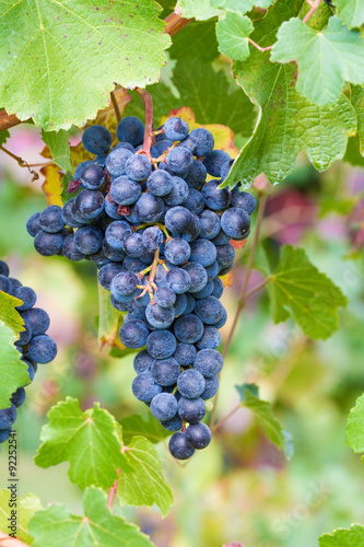 bunch of red grapes