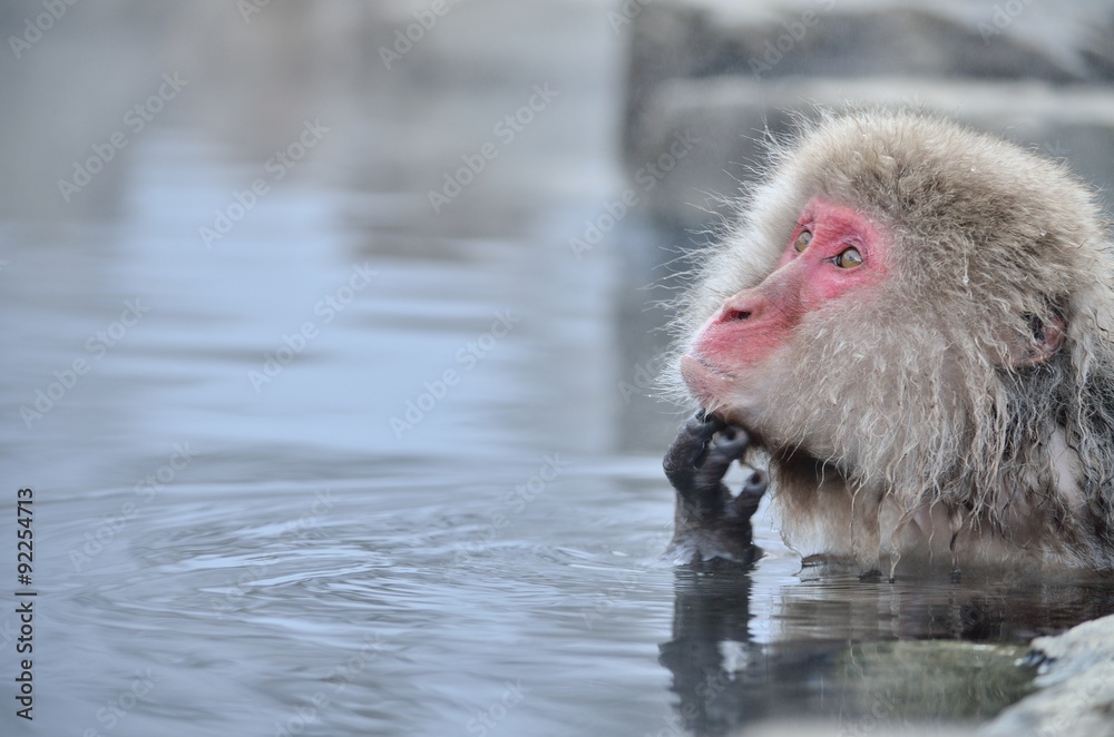 Naklejka premium 温泉に入るニホンザル 