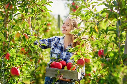 Photo Young woman picking apples in garden