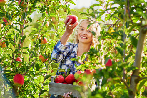 Obraz na plátně Young woman picking apples in garden