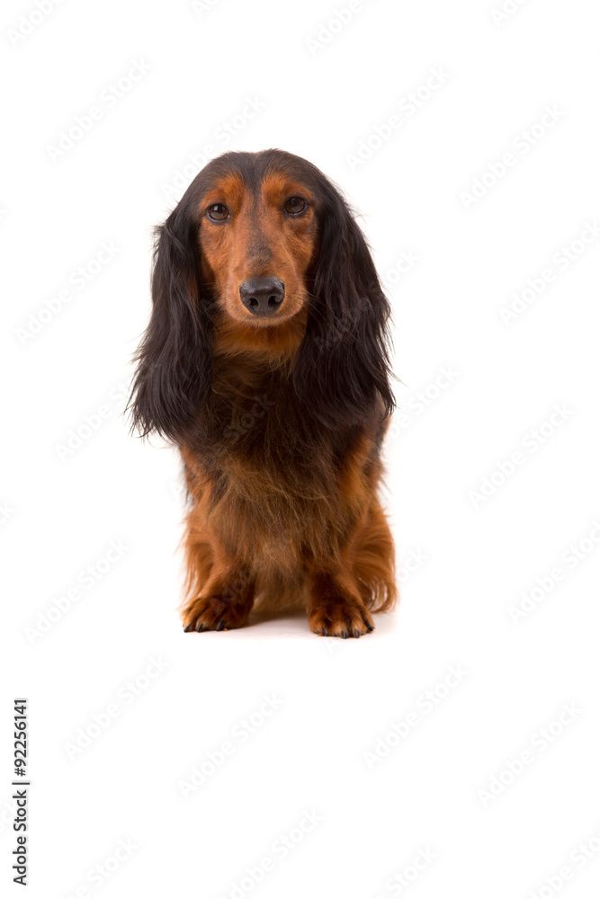 Teckel (dachshund)