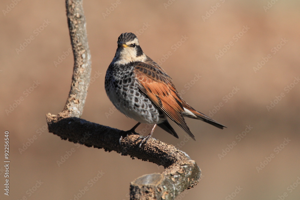Fototapeta premium ◆ツグミ Dusky thrush