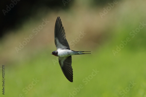 ツバメの飛翔シーン　It is a flight scene of the swallow. © loveeos1
