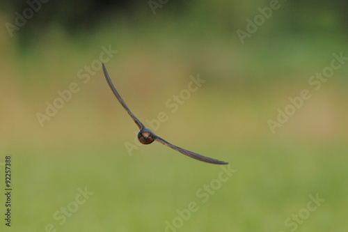 燕の正面飛翔シーンです。It is a front flight scene of the swallow.