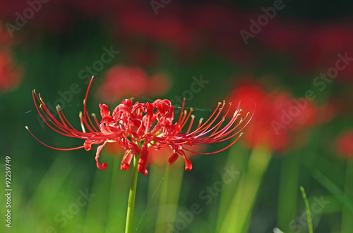 彼岸花