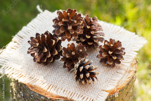 Pine cones on wooden stump in garden on sunny day