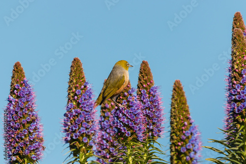 silvereye sitting on Pride of Madeira flowers