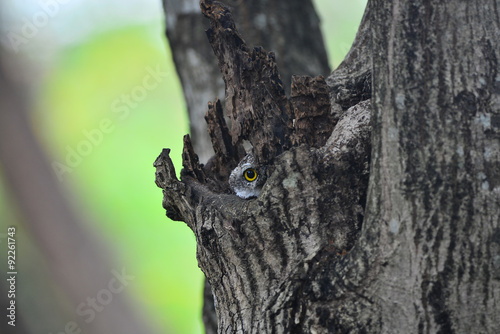 Owl peek in the hole. © kasikun2520