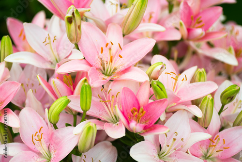 Fotografia lots of beautiful pink lilies