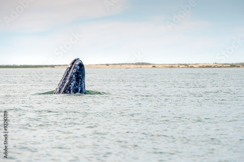 grey whale approaching a boat