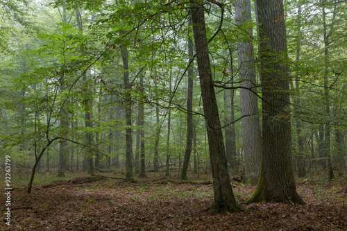 Monumental oak trees of Bialowieza Forest © Aleksander Bolbot