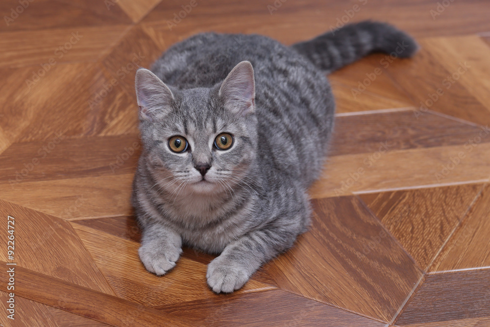 Gray Scottish kitten