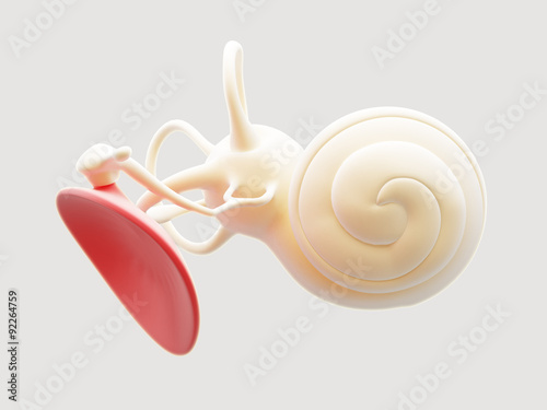 Inner ear structure photo