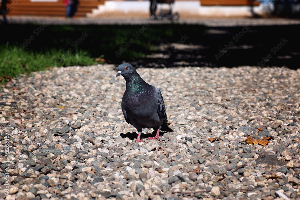 Obraz premium pigeons in the square