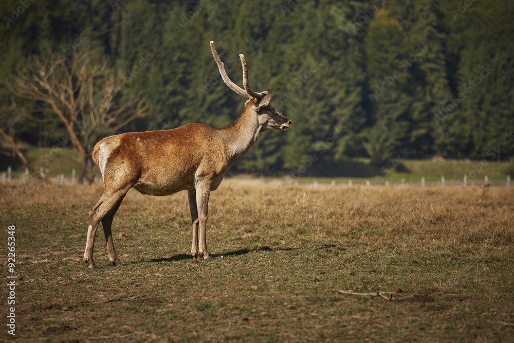 Alert wild European red deer hart ( Cervus Elaphus). Alert wild European red deer hart ( Cervus Elaphus).