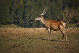 Alert wild European red deer hart ( Cervus Elaphus) in a grassland.