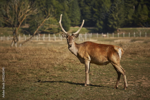 Attentive adult wild European red deer stag   Cervus Elaphus  in a meadow.
