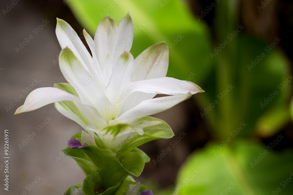 White 'Curcuma Alismatifolia' flower or 'Siam Tulip' in the garden. White 'Curcuma Alismatifolia' flower or 'Siam Tulip' in the garden.