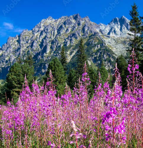 Nature in High Tatras, Slovakia