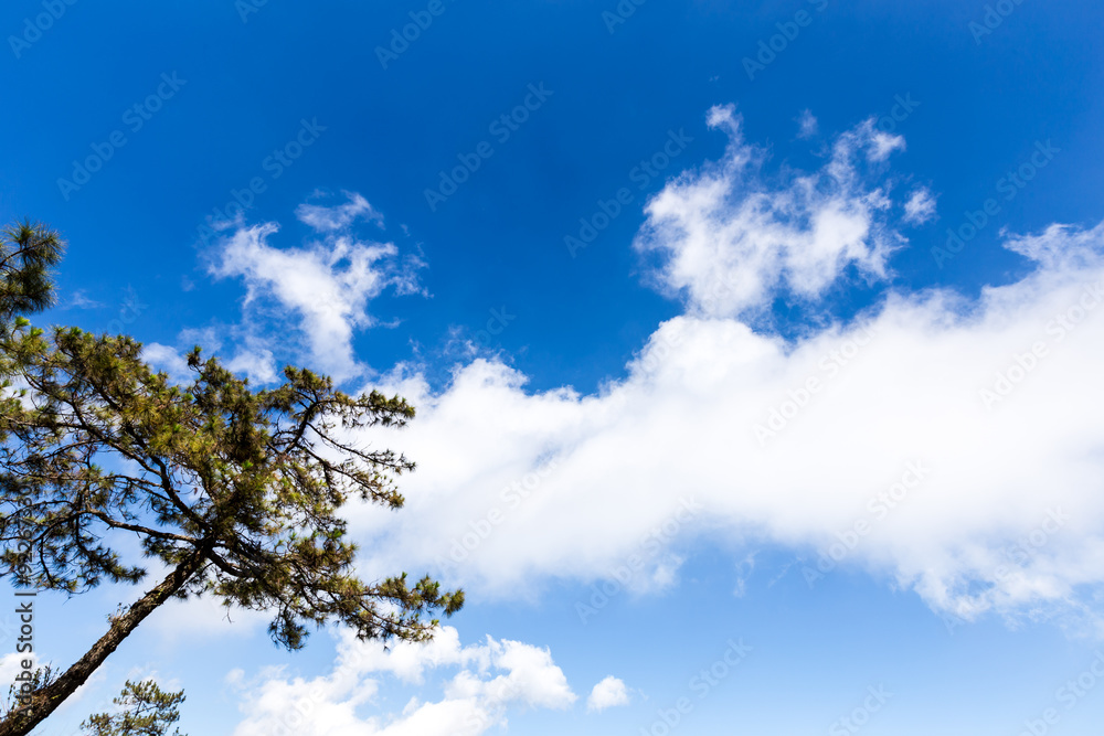 Pine on a background of blue sky and white cloud Pine on a background of blue sky and white cloud