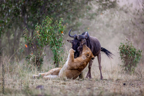 A lioness with a prey in Kenya, Africa