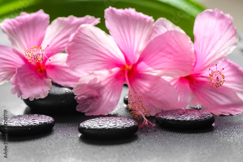beautiful spa concept of pink hibiscus flowers and leaf on zen b