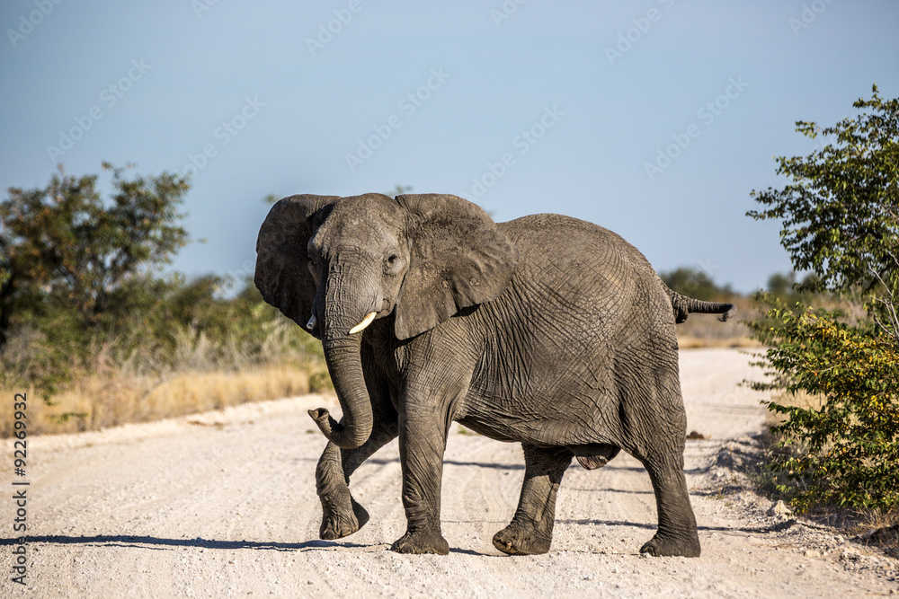 Fototapeta Big Elephant in Etosha National Park, Namibia, Africa