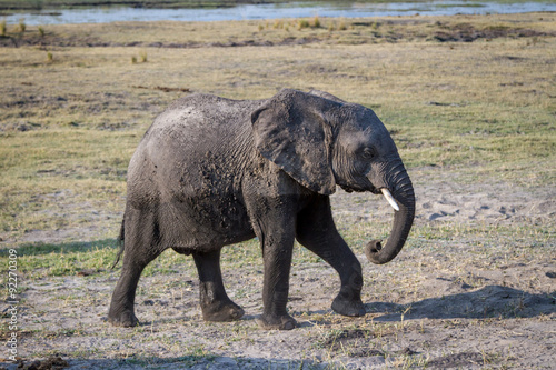 Beautiful elephant in Khwai Conservation Area in Botswana  Africa