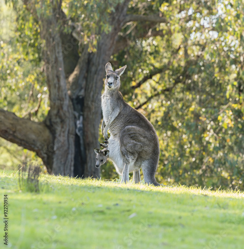 Kangaroo mother with baby joey