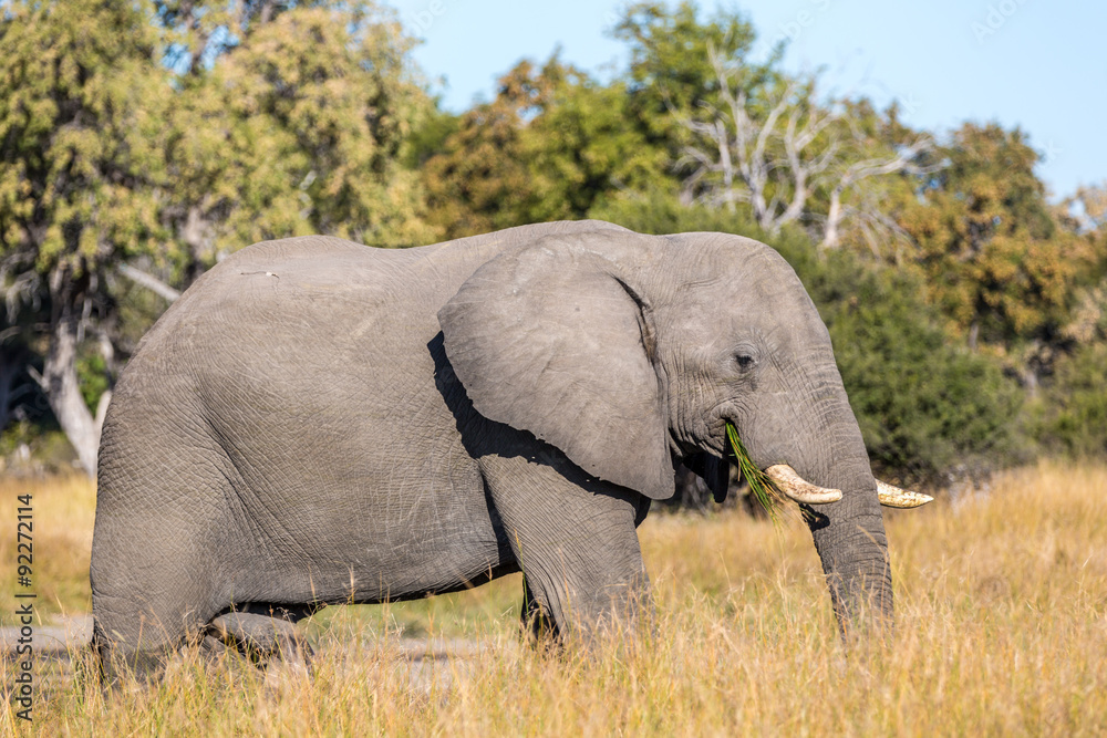 Fototapeta premium Beautiful elephant in Khwai Conservation Area in Botswana, Africa