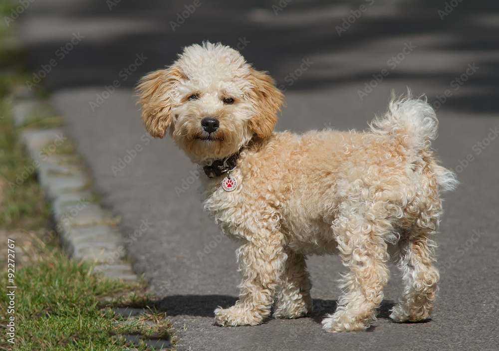 Cavapoo puppy in the park.