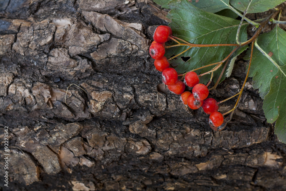 Bunch of red ashberry, sorbus on the tree bark, close-up Bunch of red ashberry, sorbus on the tree bark, close-up