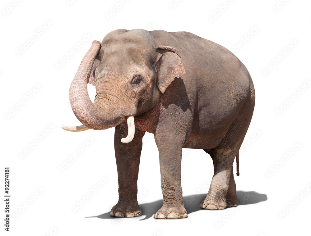 big elephant big elephant