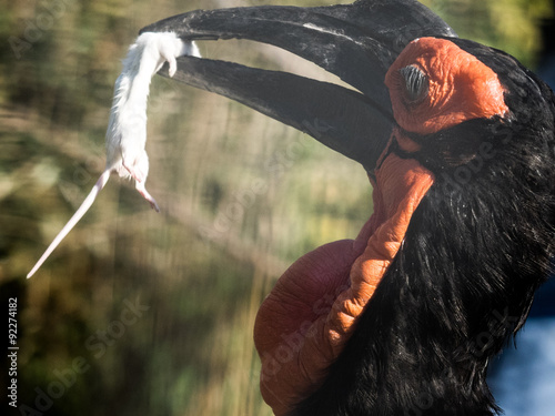 Кафрский рогатый ворон или южный рогатый ворон (Bucorvus leadbeateri) . Птица-носорог, род рогатых воронов. Хищник photo