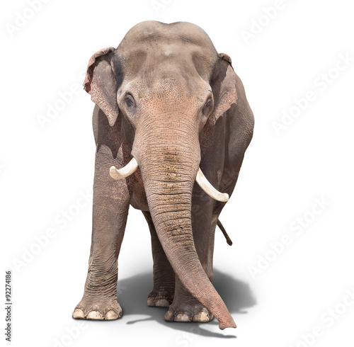 big elephant