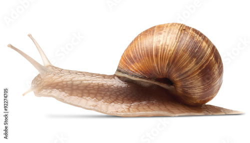 One big snail