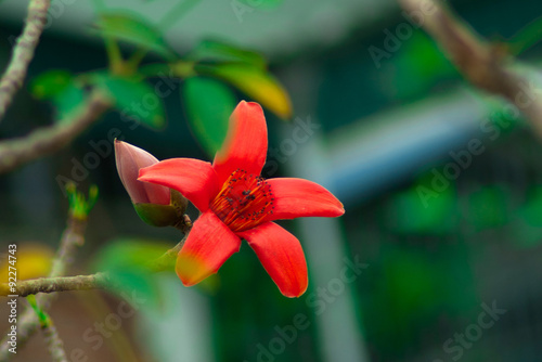 The flowers of ceiba tree, crimson kapok flowers. Blossom of the Red Silk Cotton Tree photo