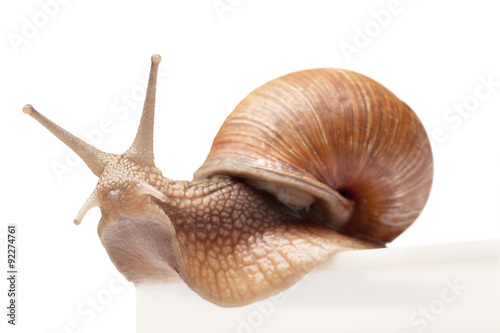 One big snail