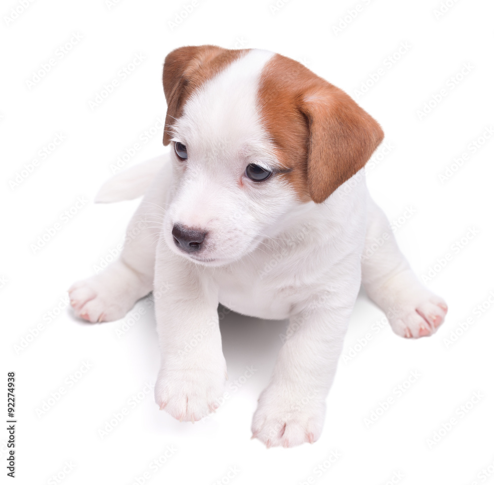 the puppy Jack Russell