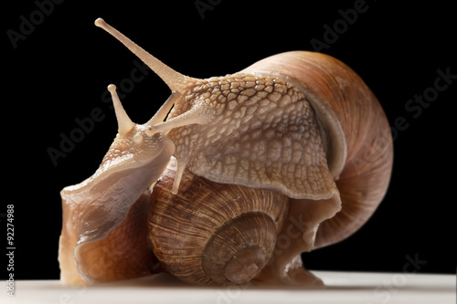 two big snails