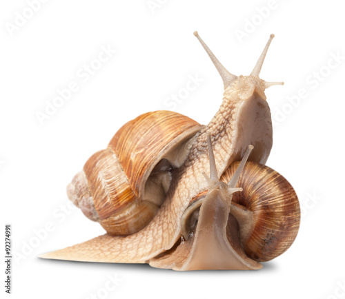 two big snails