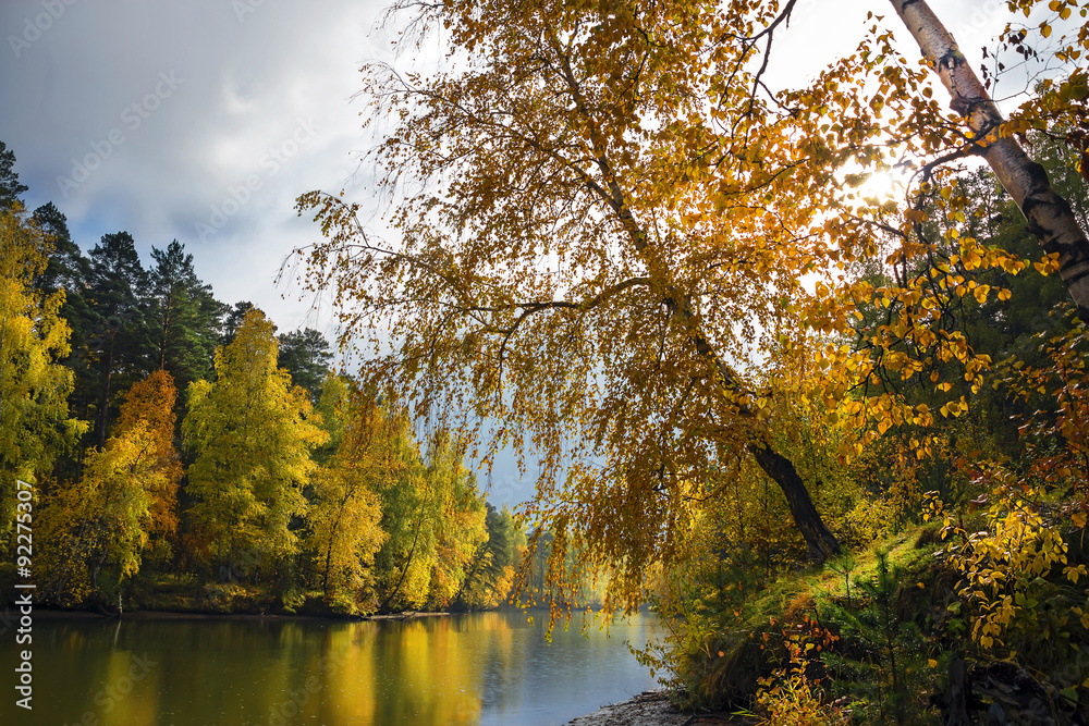 Осенний пейзаж с пожелтевшими берёзами на реке. Россия,Сибирь,Новосибирская область,река Раздельная