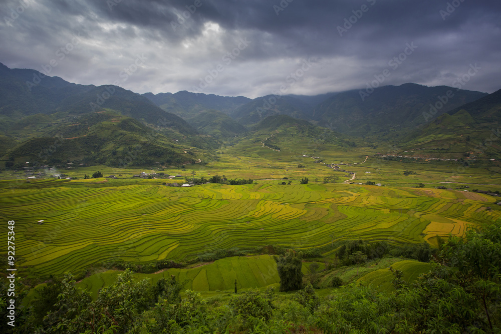 Rice farm in Vietnam