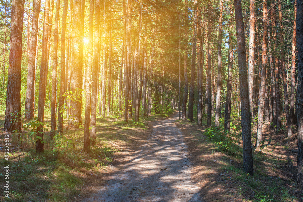 Obraz premium Forest